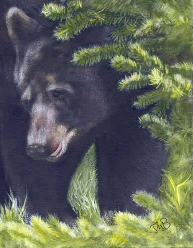 Alberta Black Bear