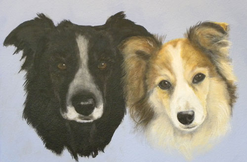  Portrait of Border Collie and Sheltie - Baccus and Josie