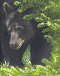 Alberta Black Bear
