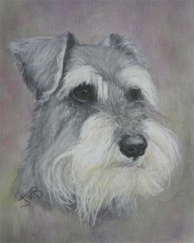 Dog Portrait Miniature Schnauzer Benson