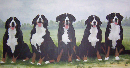  Portrait of Bernese Mountain Dogs