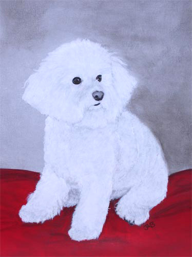  Portrait of Bichon Frise - Pete