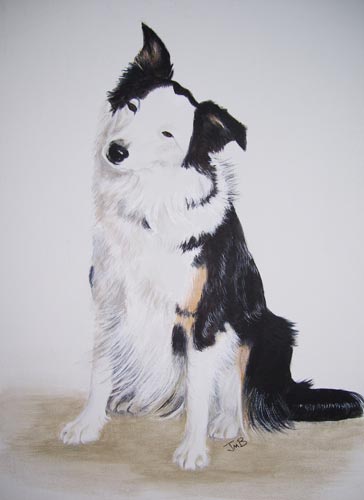 Dog Portrait of Border Collie - Birch