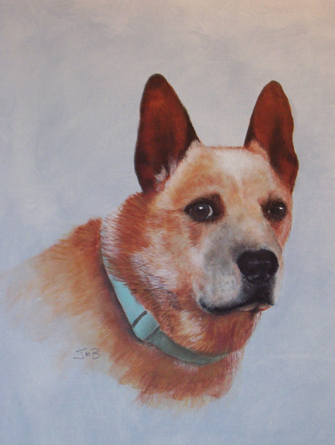  Portrait of Cattle Dog - Taber