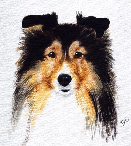 Dog Portrait of a Sheltie