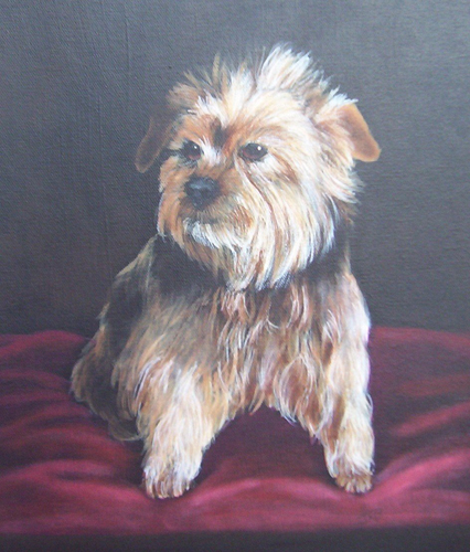  Portrait of Yorkshire Terrier - Gonzo