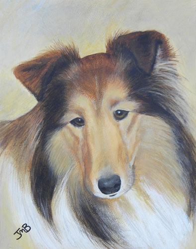  Portrait of Sheltie - Kassie