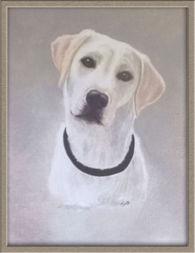 Dog Portrait Labrador Retriever - Maxie