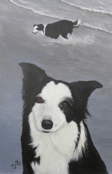  Portrait of Border Collie - Meg