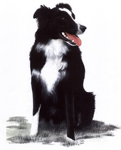  Portrait of Border Collie - Monty