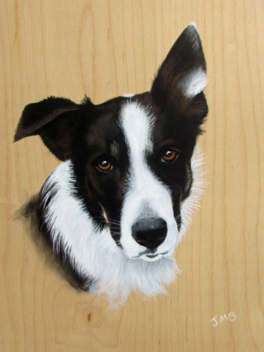 Dog Portrait Border Collie Pete