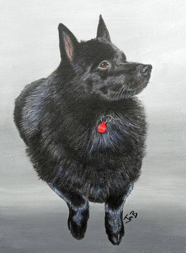  Portrait of Schipperke - Sean