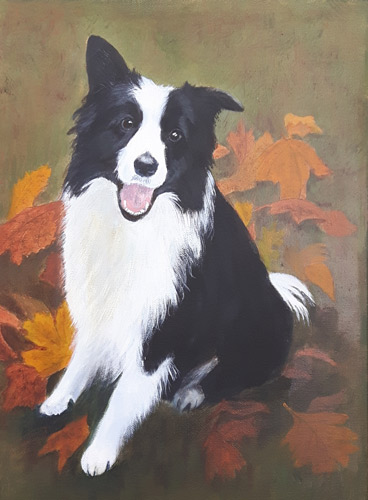 Dog Portrait of Border Collie, Surf