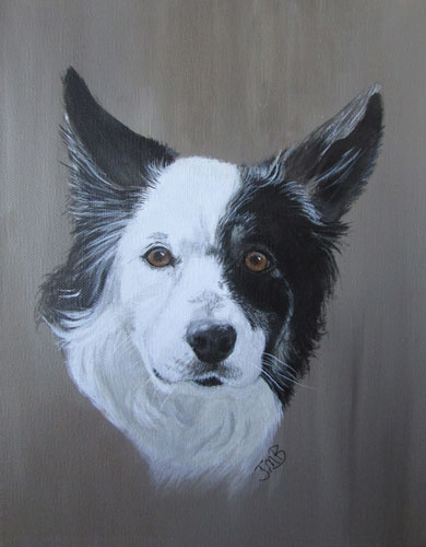 Dog Portrait Border Collie Teak