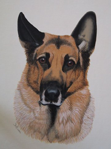  Portrait of German Shepard - Tilo