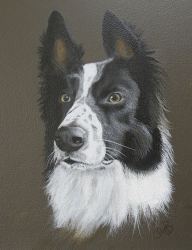 Border Collie Willie